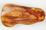 Fossil Cicada (Auchenorrhyncha) & Several Flies in Baltic Amber #197758-3